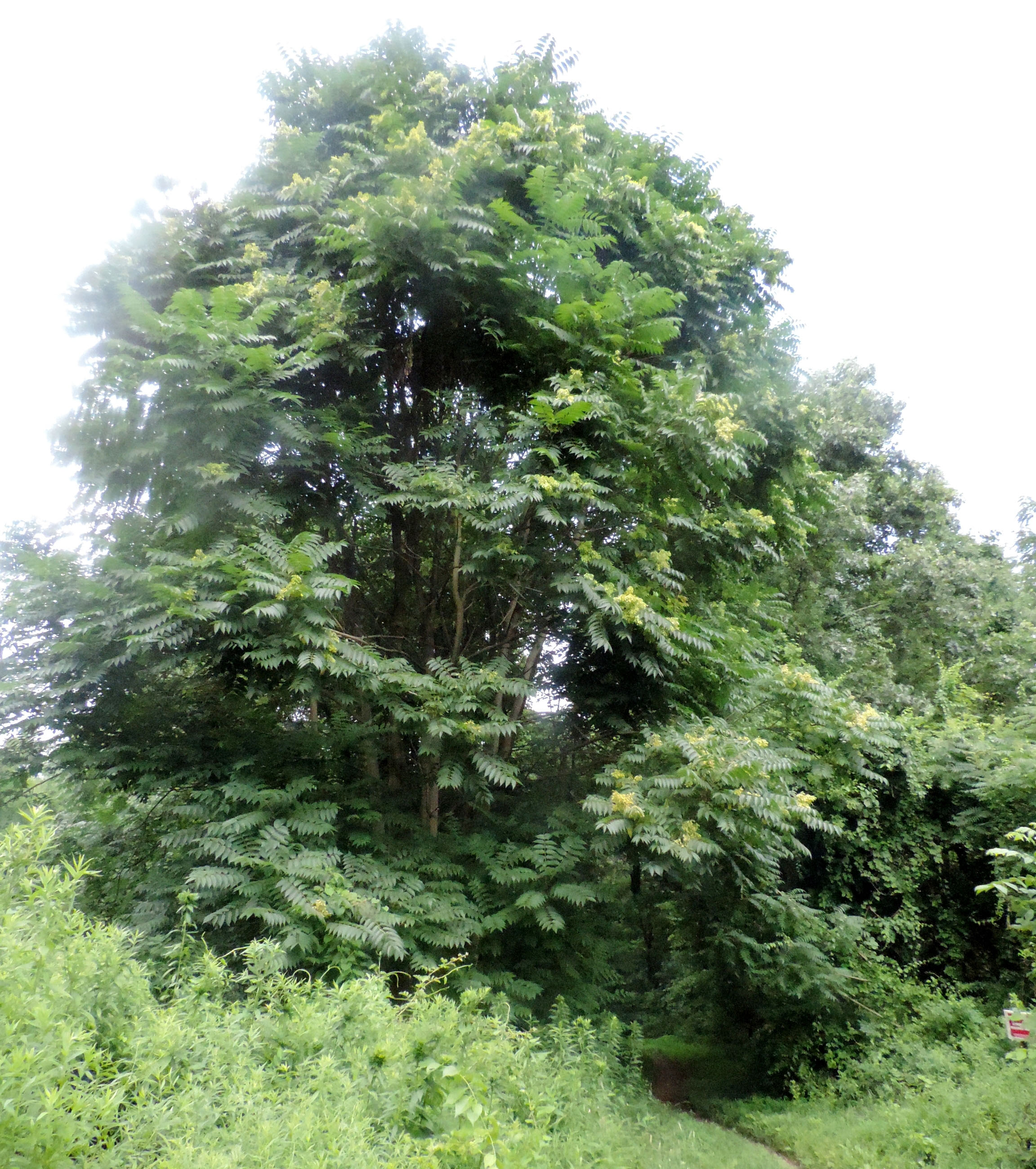 Tree of heaven.